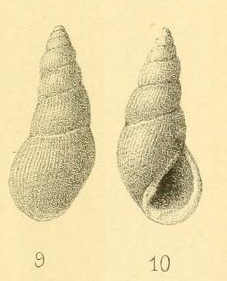 Rissoina zeltneri var. paumotuensis Couturier, 1907