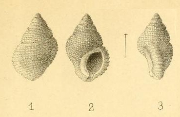 Tritonidea seurati Couturier, 1907 Tritonidea seurati Couturier, 1907