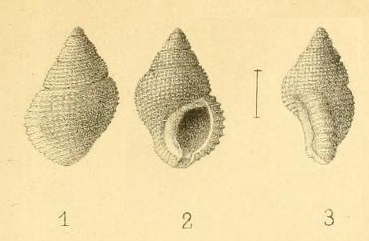 Tritonidea seurati Couturier, 1907