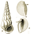 Mollusca (molluscs)