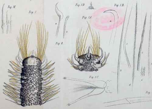 Original colour plate. Poecilochaetus fulgoris