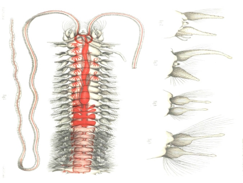 Original plate of Poecilochaetus serpens Allen, 1904