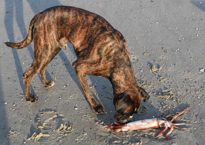 aangespoelde grote pijlinktvis met hond aangespoelde grote pijlinktvis met hond