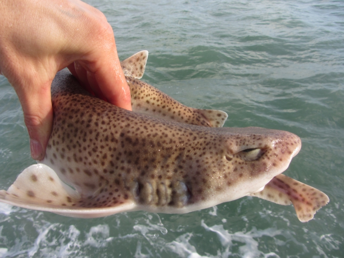 Lesser spotted dogfish - Scyliorhinus canicula Lesser spotted dogfish - Scyliorhinus canicula