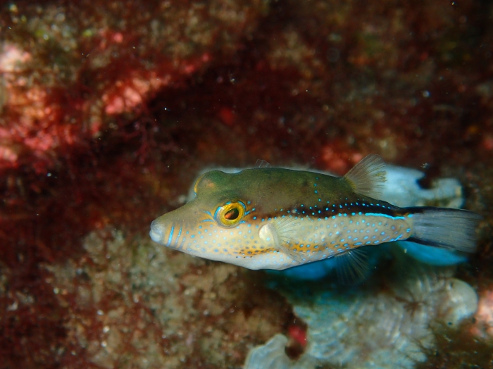 Canthigaster capistrata