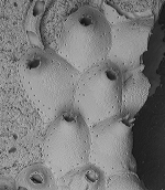 Escharella longicollis, syntypes
