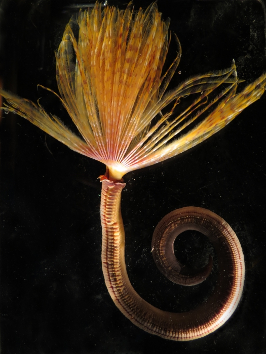 Sabella spallanzanii collected Wellington Harbour, New Zealand Sabella spallanzanii collected Wellington Harbour, New Zealand