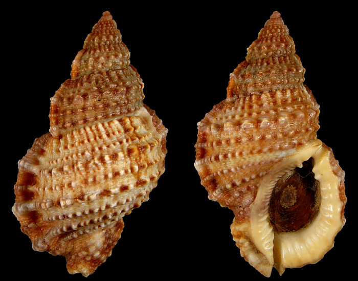 Bursa granularis granularis (Röding, P.F., 1798) Bursa granularis granularis (Röding, P.F., 1798)