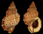 Bursa granularis granularis (Röding, P.F., 1798)