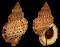 Mollusca (molluscs)