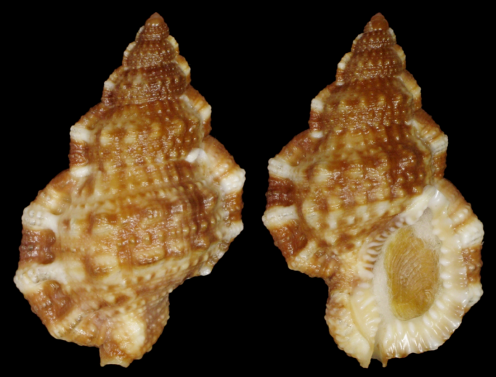 Bursa granularis cubaniana (Orbigny, A.V.M.D. d', 1847) Bursa granularis cubaniana (Orbigny, A.V.M.D. d', 1847)