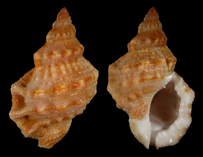 Bursa granularis elisabettae Nappo A., Pellegrini D. & Bonomolo G., 2014 HOLOTYPE Bursa granularis elisabettae Nappo A., Pellegrini D. & Bonomolo G., 2014 HOLOTYPE
