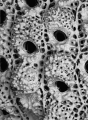 Bryozoa (moss animals)