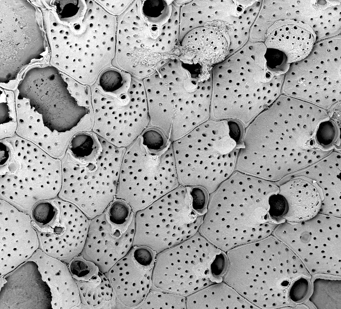 Metroperiella gay, NW Iberian Peninsula, Holotype: MNCN-25.03/3738