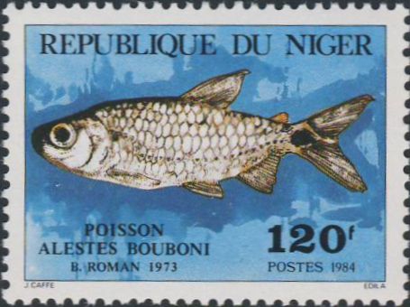 Alestes bouboni Alestes bouboni