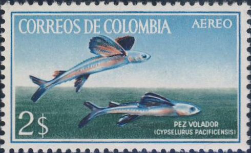 Cypselurus sp Cypselurus sp