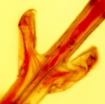 Mourellina decussata, paralectotype