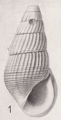 Mollusca (molluscs)