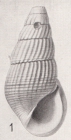 Zebinella minuta (Gabb, 1873)