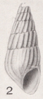 Rissoina bryerea var. binominis Pilsbry, 1922
