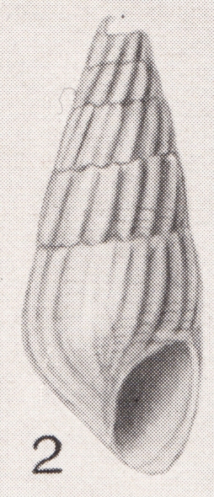Rissoina bryerea var. binominis Pilsbry, 1922 Rissoina bryerea var. binominis Pilsbry, 1922