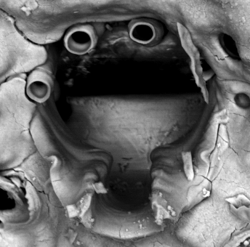 Parasmittina talismani, holotype, MNHN 299 and MNHN 1038