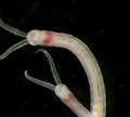 Polychaeta (bristle worms)