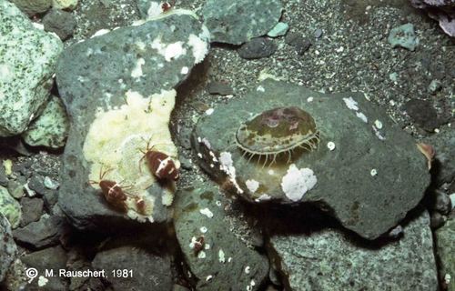 Pariphimedia integricauda & Nacella concinna