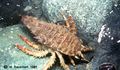 Crustacea (crustaceans)