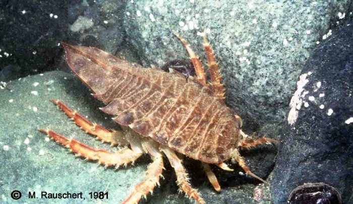 Glyptonotus antarcticus Glyptonotus antarcticus