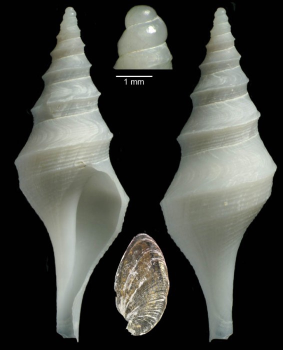 Aforia serranoi Gofas, Kantor & Luque, 2014 - Holotype (33.6 mm)