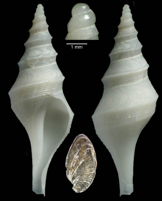 Aforia serranoi Gofas, Kantor & Luque, 2014 - Holotype (33.6 mm) Aforia serranoi Gofas, Kantor & Luque, 2014 - Holotype (33.6 mm)