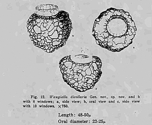 Illustration from Nie 1934