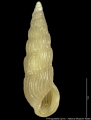 Mollusca (molluscs)