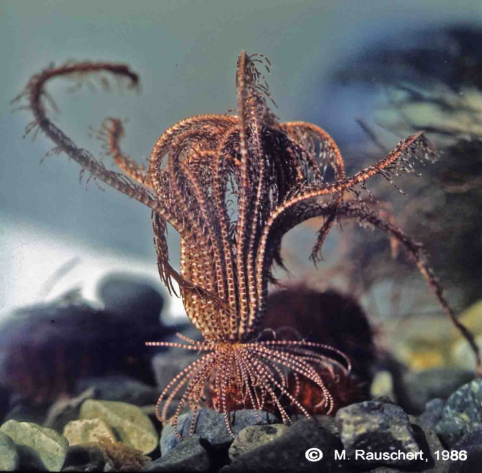 Promachocrinus kerguelensis Promachocrinus kerguelensis