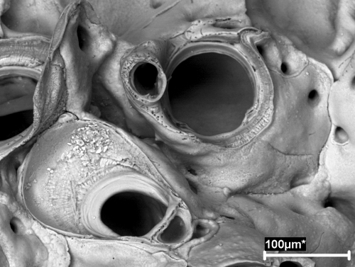 Celleporina derungsi, Holotype, Portugal