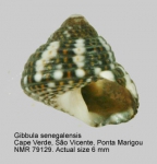 Gibbula senegalensis