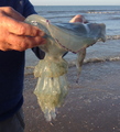 Scyphozoa (jelly fish)