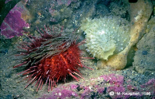 Sterechinus neumayeri & Cnemidocarpa verrucosa