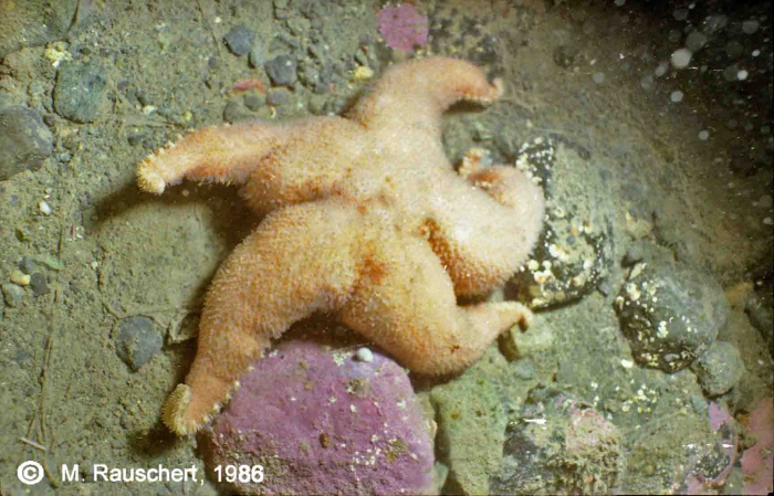 Cuenotaster involutus Cuenotaster involutus