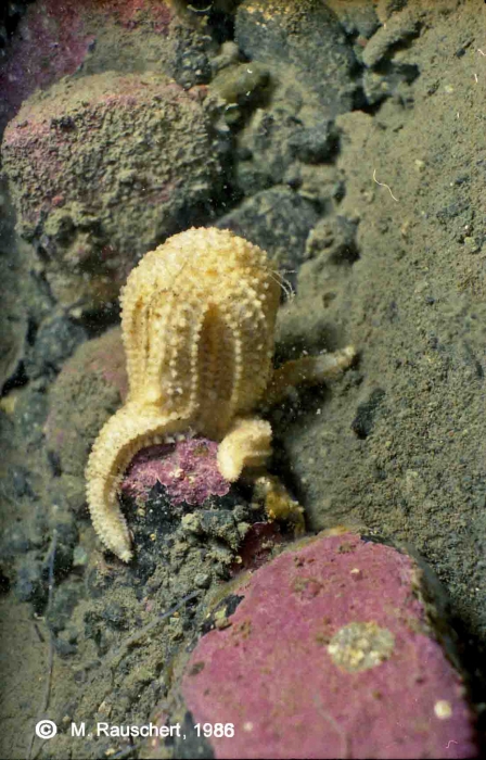 Diplasterias brucei eats Nacella concinna. Diplasterias brucei eats Nacella concinna.