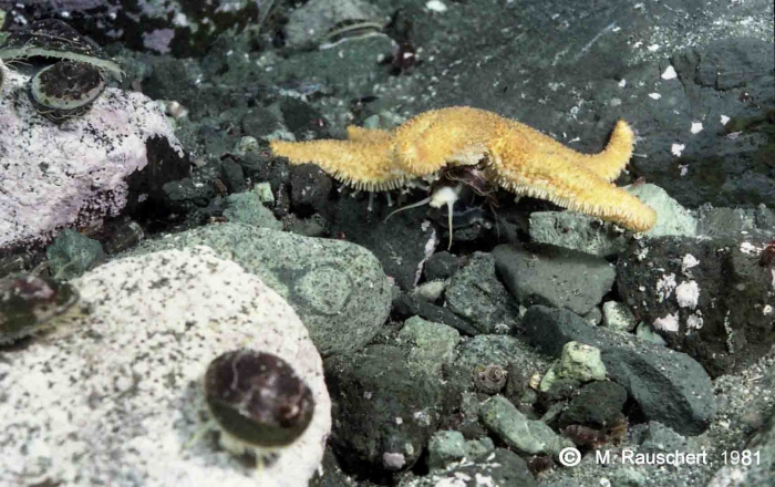Diplasterias brucei eats Nacella concinna 2. Diplasterias brucei eats Nacella concinna 2.