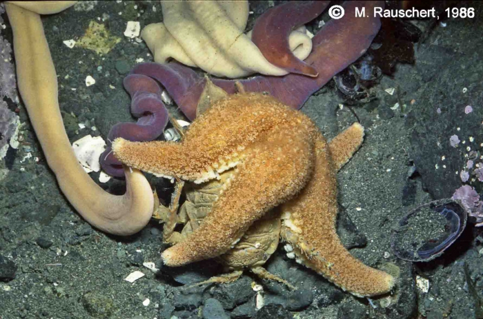 Diplasterias brucei eats Glyptonotus antarcticus.