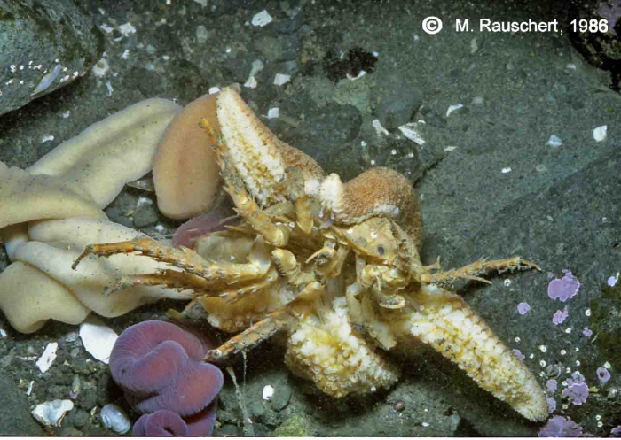 Diplasterias brucei eats Glyptonotus antarcticus 2.