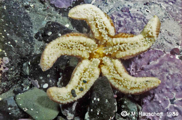Diplasterias brucei with eggs. Diplasterias brucei with eggs.