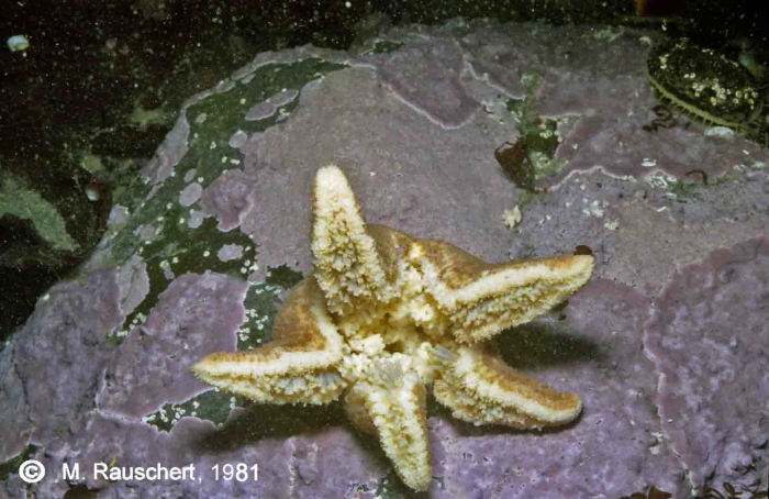 Diplasterias brucei carries juveniles. Diplasterias brucei carries juveniles.