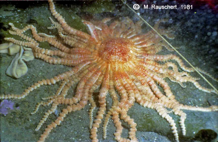 Labidiaster annulatus Labidiaster annulatus