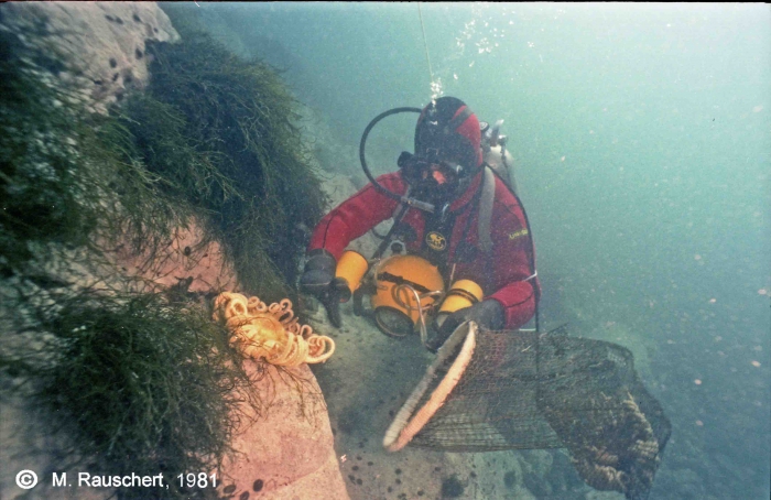 A diver at the catch of a Labidiaster annulatus. A diver at the catch of a Labidiaster annulatus.