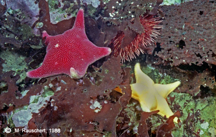 Sterechinus neumayeri, Odontaster validus & Odontaster meridionalis