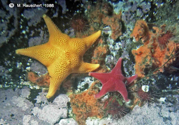 Odontaster meridionalis & O. validus Odontaster meridionalis & O. validus